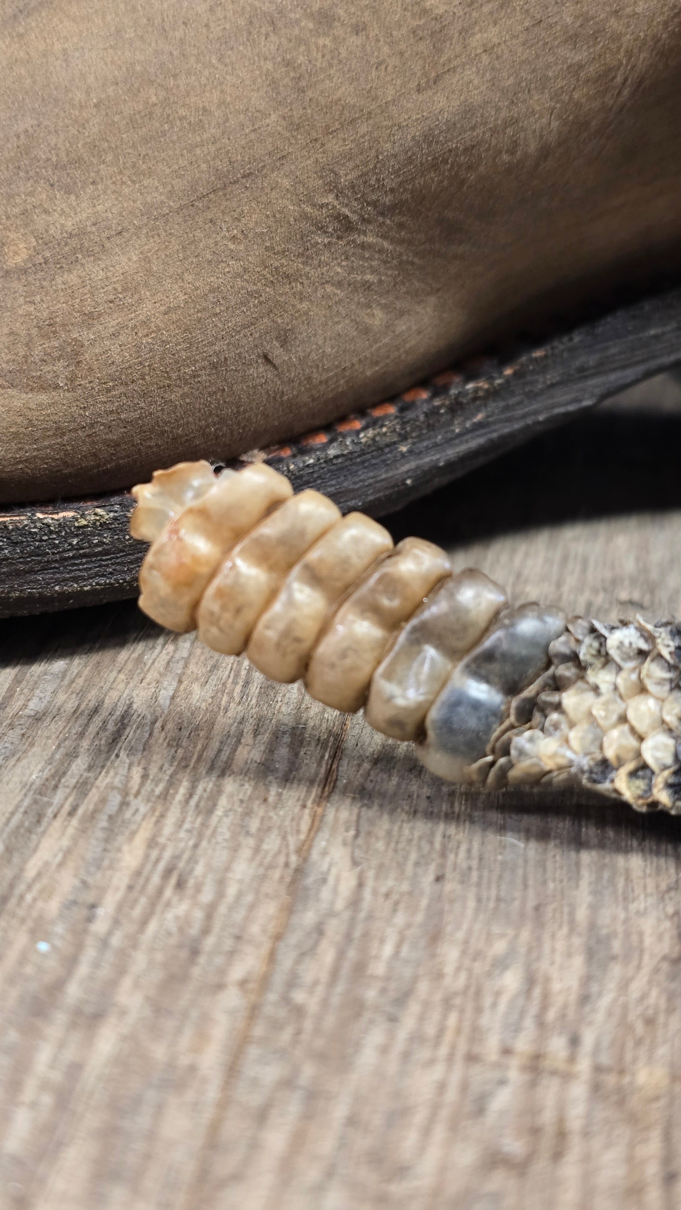 Genuine Rattlesnake  Tail  Pendant