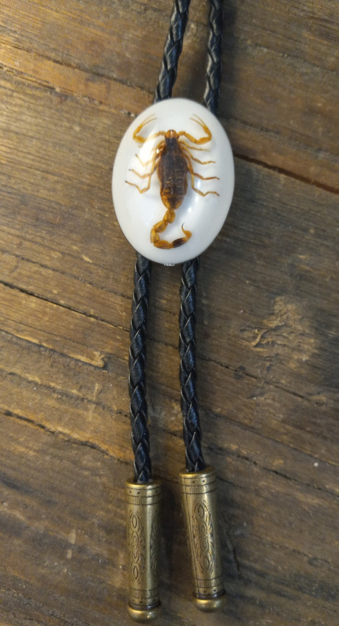 Authentic Real Scorpion Western Bolo Tie